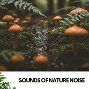 Sounds of Nature Noise: Rainy Steps - Cat Music Therapy