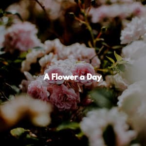 A Flower a Day - Instrumental Chill Jazz