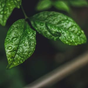 50 Rainy Nights: Serenity & Tranquility - Meditation Rain Sounds