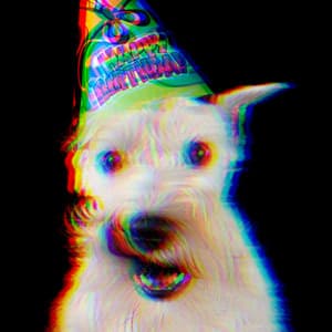 Wonderful Background for Doggy Radio - Chill My Pooch