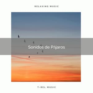 1 Sonidos de Pájaros - Sonidos De Pajaros