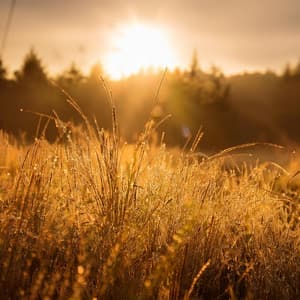 Ecos De Lo Divino: Una Orquesta Celestial De Reinos Tranquilos - Bertie Lambert