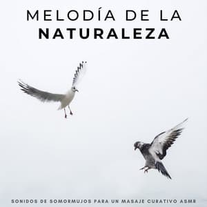 Melodía De La Naturaleza: Sonidos De Somormujos Para Un Masaje Curativo Asmr - ASMR Deluxe