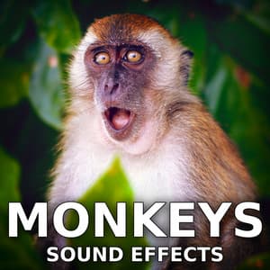 Monkeys Sound Effects - Sound Ideas