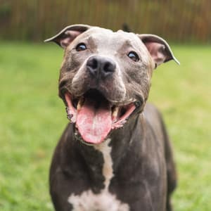 Peaceful Dog Vibes: Soothing Music for Pets - Positive Vibes