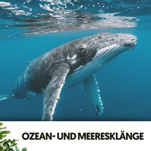 Ozean- und Meeresklänge: Ruf des Buckelwals - Música Relajante Para Leer