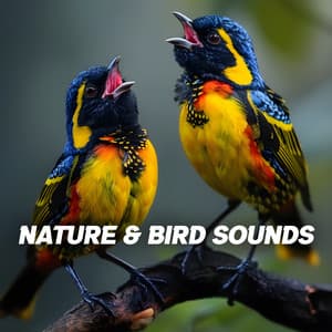 Nature & Bird Sounds - Bird Sound Collectors