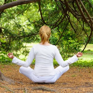 Rainy Meditation Melodies: Nature Birds and Crickets Serenade - Plant Frequencies Collective