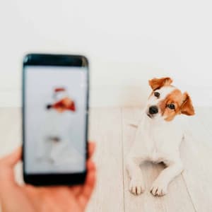 Jazz Violin - Ambiance for A Gentle Pup - Relax My Puppy