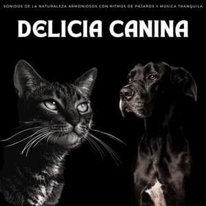 Delicia Canina: Sonidos De La Naturaleza Armoniosos Con Ritmos De Pájaros Y Música Tranquila - Coleccionistas de sonidos de pájaros