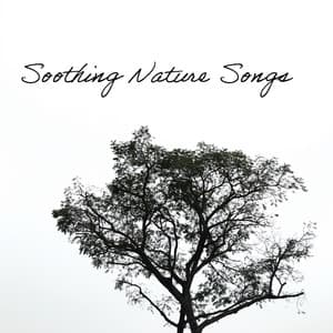 Soothing Nature Songs: Wonderful Nature Sounds for Sleep, Mindfulness and Well-Being - Oasis of Relaxation and Meditation