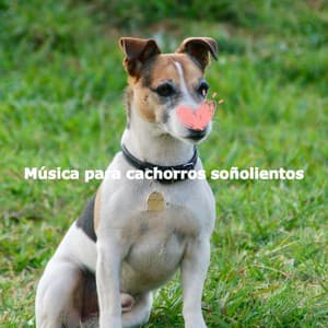 Música para cachorros soñolientos - Easy Listening Background Jazz