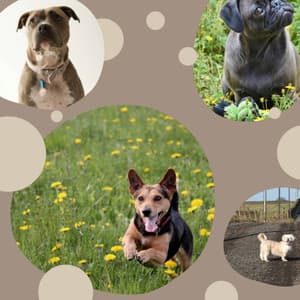 Guitar Chill Out - Background Music for Sleeping Dog - Relaxing Dog Music Playlists