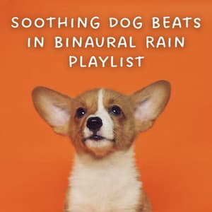 Soothing Dog Beats in Binaural Rain Playlist - Binaural Beats MT