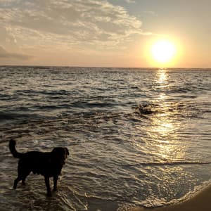 Calm Ocean Waves of Dog Companionship: Beachside Bark - Chill Lounge Music System