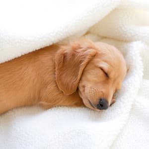 Rainy Piano's Dog Nap with Soothing Touch - Soothing Piano Classics for Sleeping Babies