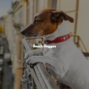 Beach Doggos - Spanish Guitar Playlist