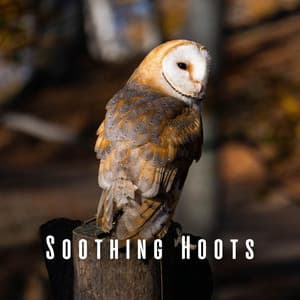 Soothing Hoots: Owl and Nature's Relaxation ASMR - Owl Sounds