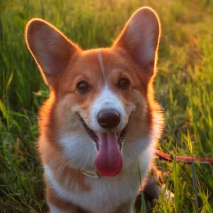 Nature Flames Harmony: Binaural Fire for Calming Dog Moments - Binaural Explorer