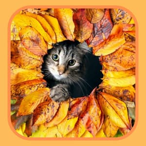 Dream Like Backdrop for Peaceful Times with Cat - Musica para Gatos