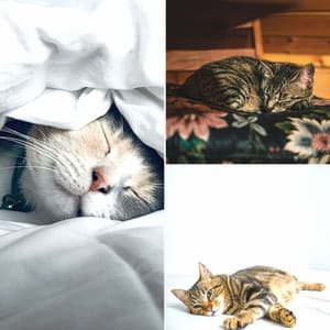 Music for Happy Cat - For Cats Only