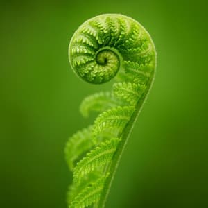 Total Refresh Mind - Olivia Zen