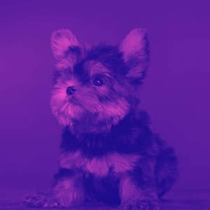 Trio Jazz - Background for Puppy Fun - Dog Music