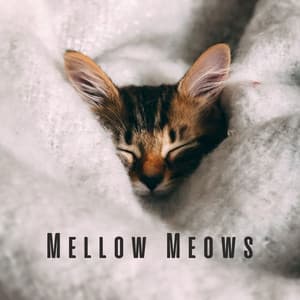 Mellow Meows: Meditative Piano for Calm Cats - Relaxing Piano Crew