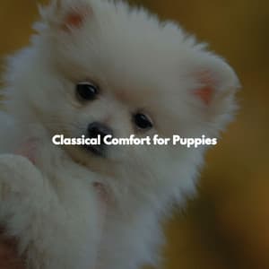 Classical Comfort for Puppies - Coffee Table Jazz