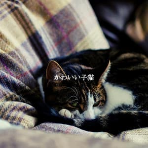 かわいい子猫 - Música Alegre para Bares