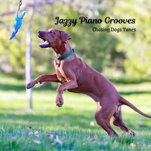 Jazzy Piano Grooves: Chasing Dogs Tunes - Coffee Shop Piano Jazz Playlist