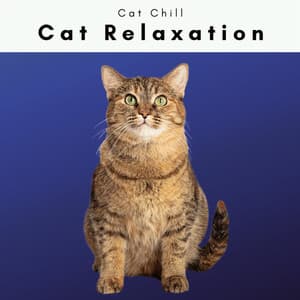 1 0 1 Cat Chill - Cat Relaxation