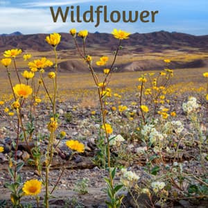 Wildflower - Beach Top Sounders