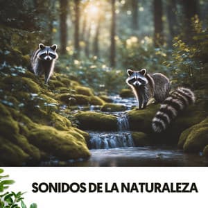 Sonidos de la Naturaleza: Melodías del bosque - Solfeggio Frequencies 528Hz