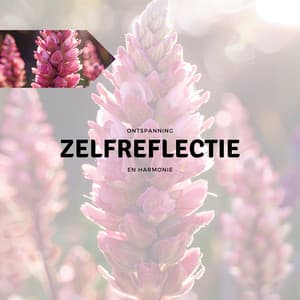 Zelfreflectie - Ontspanning en Harmonie