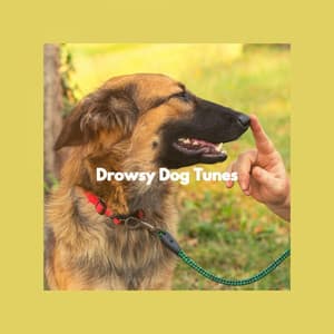 Drowsy Dog Tunes - Dog Relaxation Music