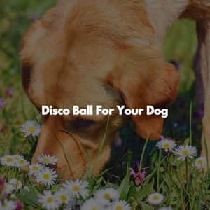 Disco Ball For Your Dog - Quiet Easy Listening Guitar