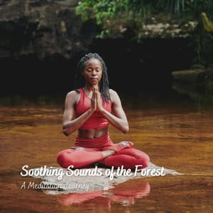 Soothing Sounds of the Forest: A Meditation Journey - Forest Sounds FX