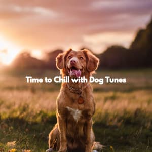Time to Chill with Dog Tunes - Bossa Nova Jazz