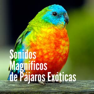 Sonidos Magníficos de Pájaros Exóticas - Pajaros Exoticos