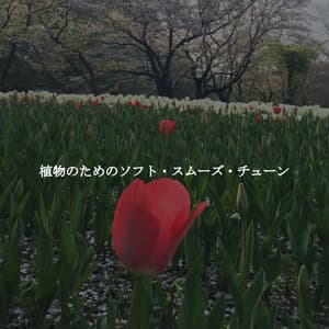 植物のためのソフト・スムーズ・チューン - Harlem Jazz Guitar Quartet