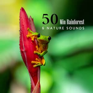 50 Min Rainforest & Nature Sounds: Healing Power of Water - Calming Waters Consort