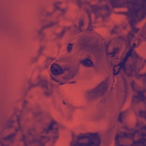 Music for Roaring Pups - Dog Sleeping Soundtracks Deluxe