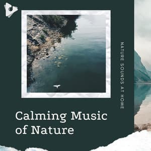 Calming Music of Nature - Nature Sounds At Home
