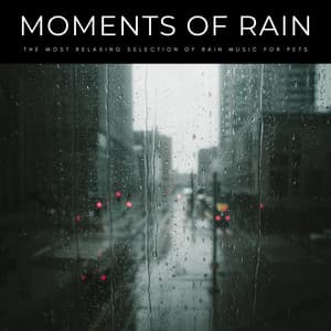 Moments Of Rain: The Most Relaxing Selection Of Rain Music For Pets - Dogs Music Therapy