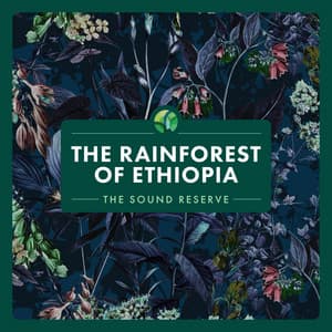 The Rainforest of Ethiopia - The Sound Reserve