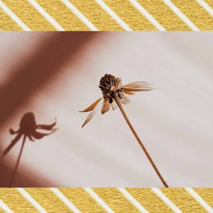 Quintet Jazz - Music for Inducing Moments - Café Música Ambiente