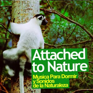 Attached to Nature - Musica Para Dormir y Sonidos de la Naturaleza