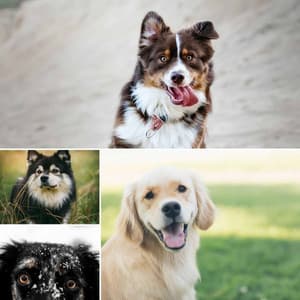 Backdrop for Sleeping Soundly - Dogs at Home