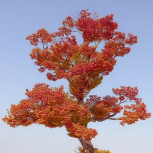 Inspire Nostalgia - Eligh